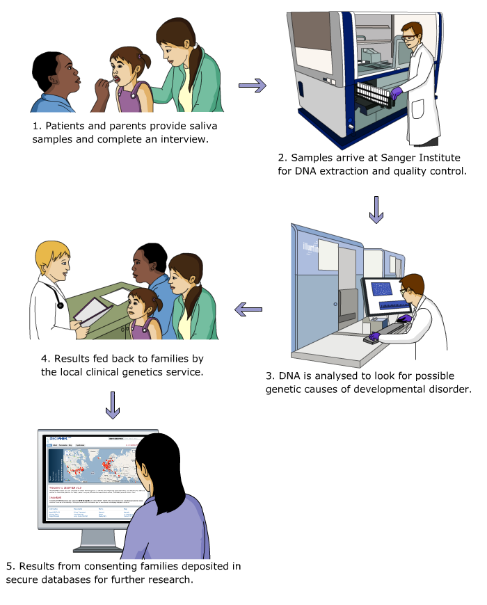 1. Patients and parents provide saliva samples and complete an interview 2. Samples arrive at Sanger Institute for DNA extraction and quality control. 3. DNA is analysed to look for possible genetic causes of developmental disorder. 4. Results fed back to families by the local clinical genetics service. 5. Results from consenting families deposited in secure databases for further research. 