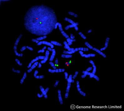 DNA under a microscope