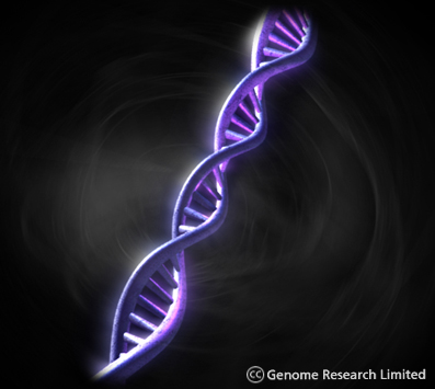 The double stranded helix